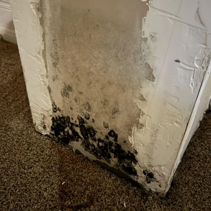 Professional Mold Removal in Mendham, NJ